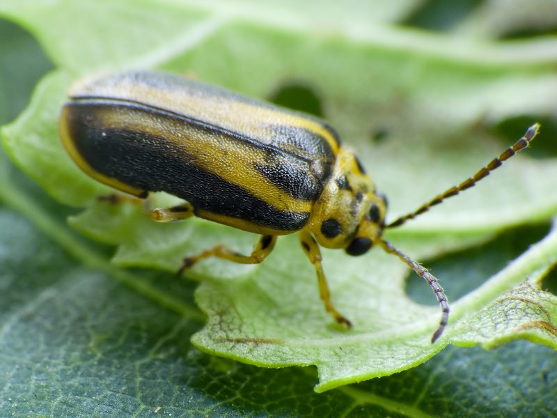 Xanthogaleruca luteola (O.F. Müller, 1776)